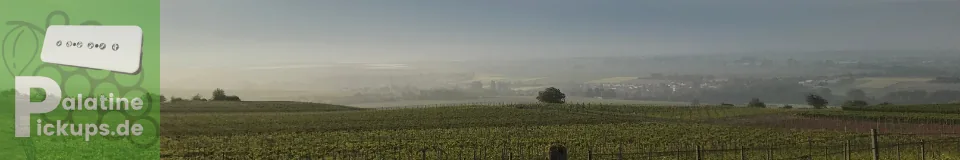 Weinberge bei Obrigheim im Morgennebel